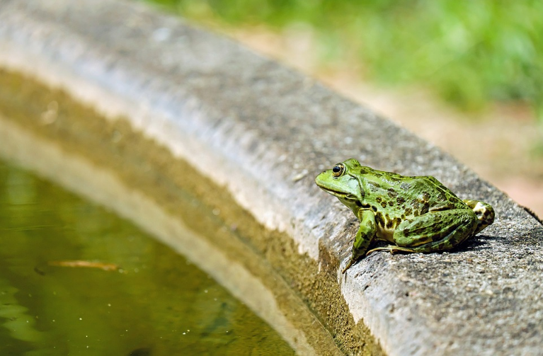 frog